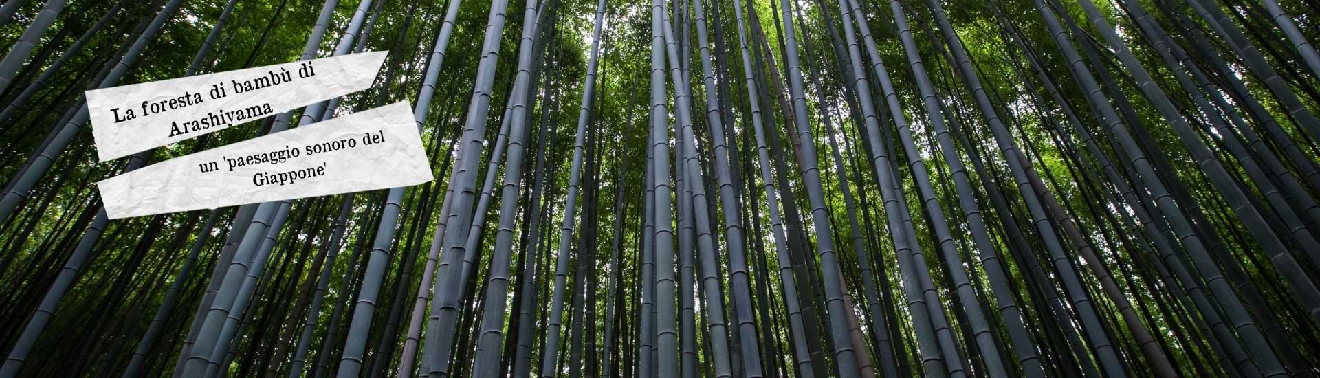 foresta bambu giappone larga