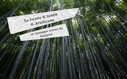 foresta bambu giappone