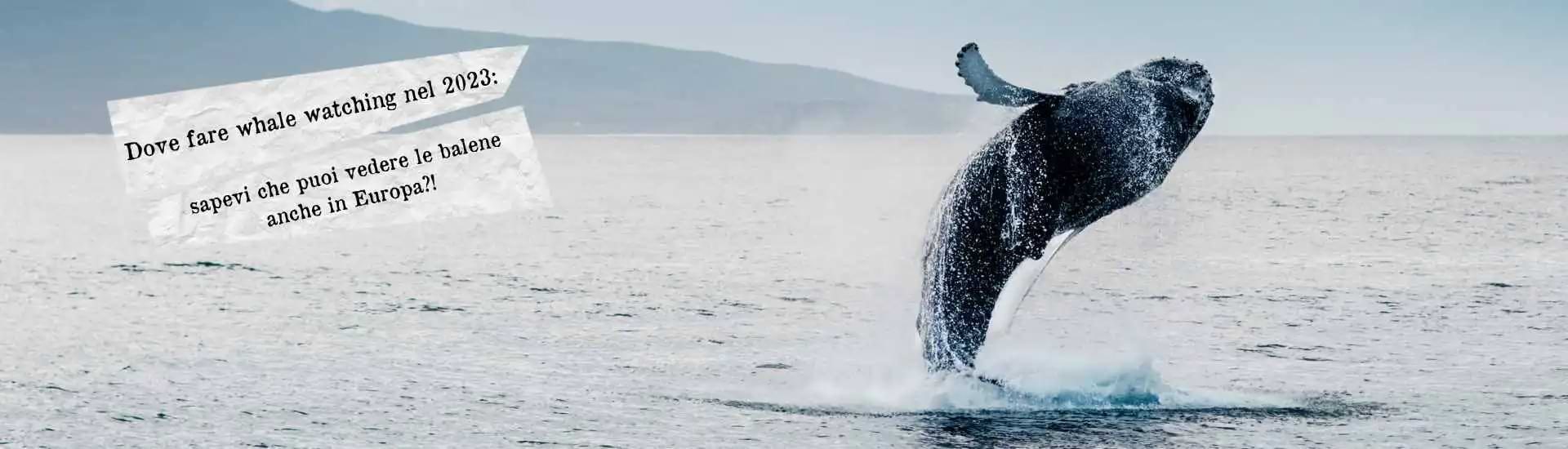 whale watching larga