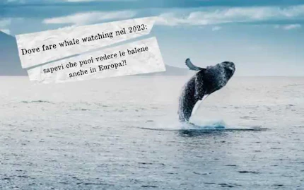 whale watching