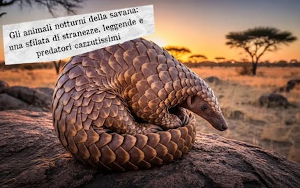 animali notturni savana