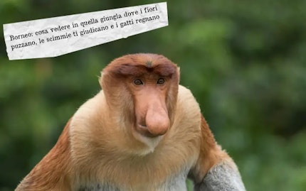 borneo