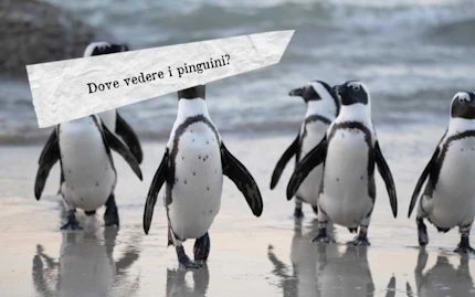 dove vedere i pinguini