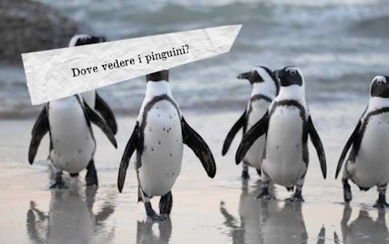 dove vedere i pinguini