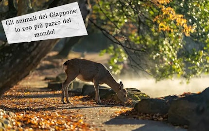 giappone animali