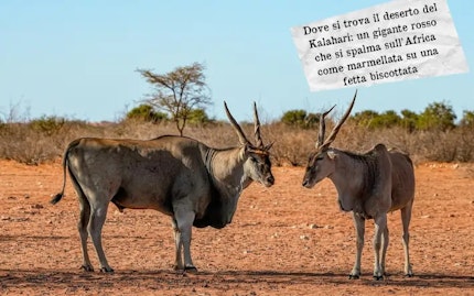 kalahari