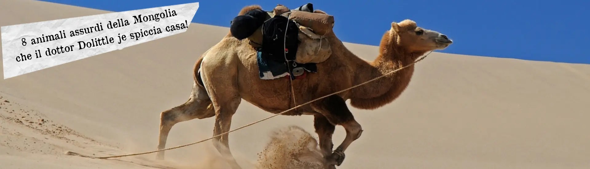 mogolia animali larga