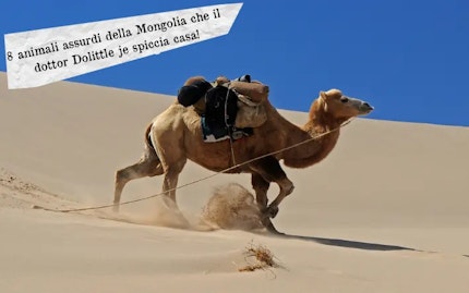 mongolia animali