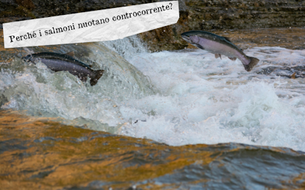 perche salmoni controcorrente