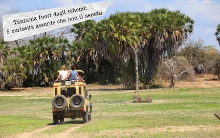 tanzania curiosit
