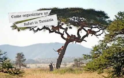 OrganizzaSafari 708x443