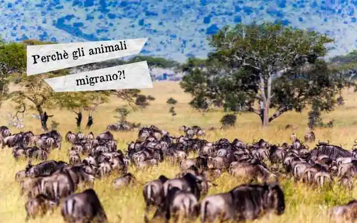 Perche  migrano 708x443