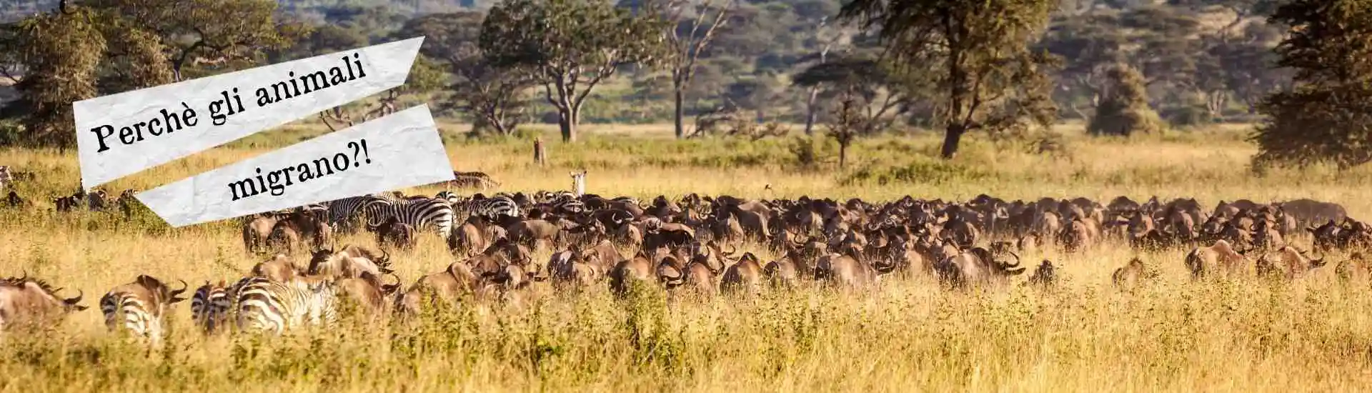 Perche  migrano 1920x550