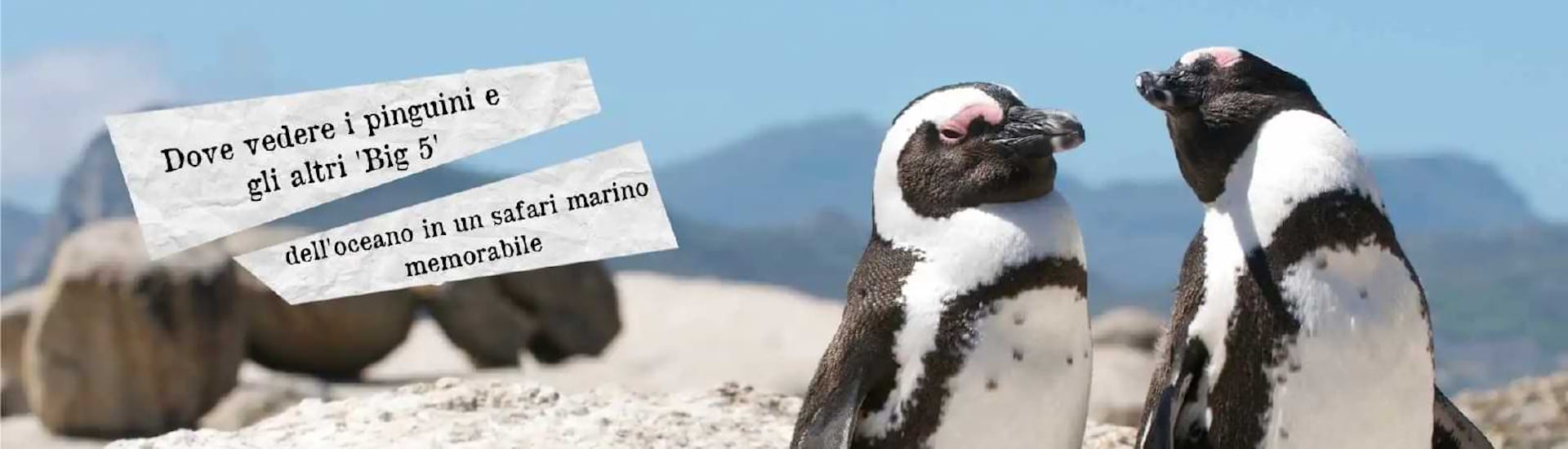 dove vedere i pinguini larga