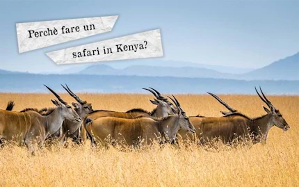 perche fare un safari in kenya1