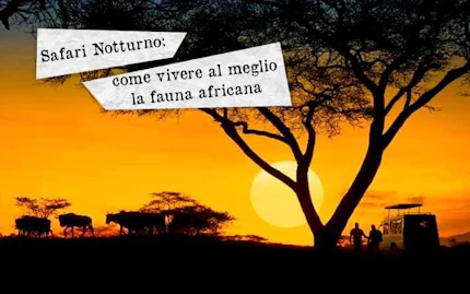 safari notturno1