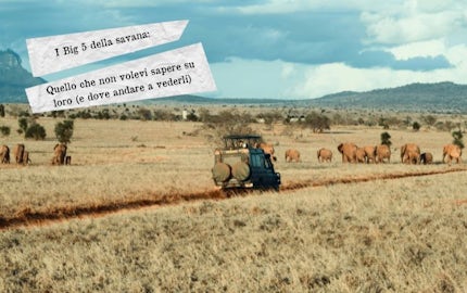 big 5 savana