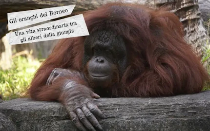 oranghi del borneo
