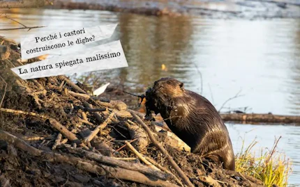 perche castori costruiscono dighe
