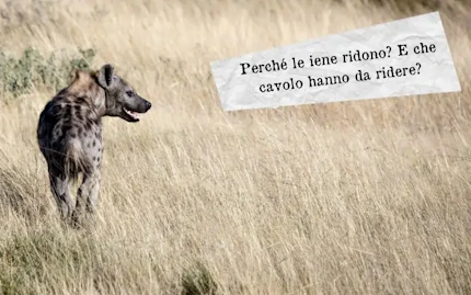 perche iene ridono