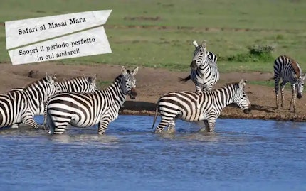 safari masai mara