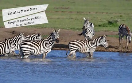 safari masai mara