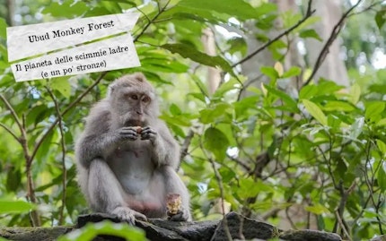 ubud monkey forest
