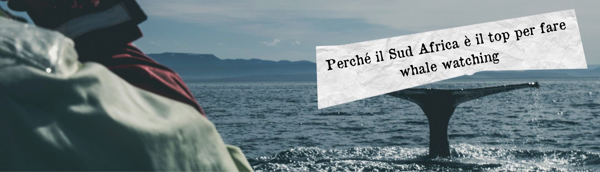 whale watching sudafrica larga