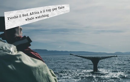 whale watching sudafrica