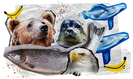 07 Tappe Viaggio DESKTOP Alaska