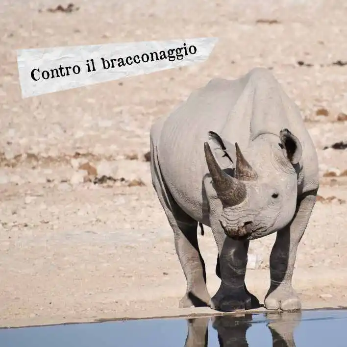 Bracconaggio