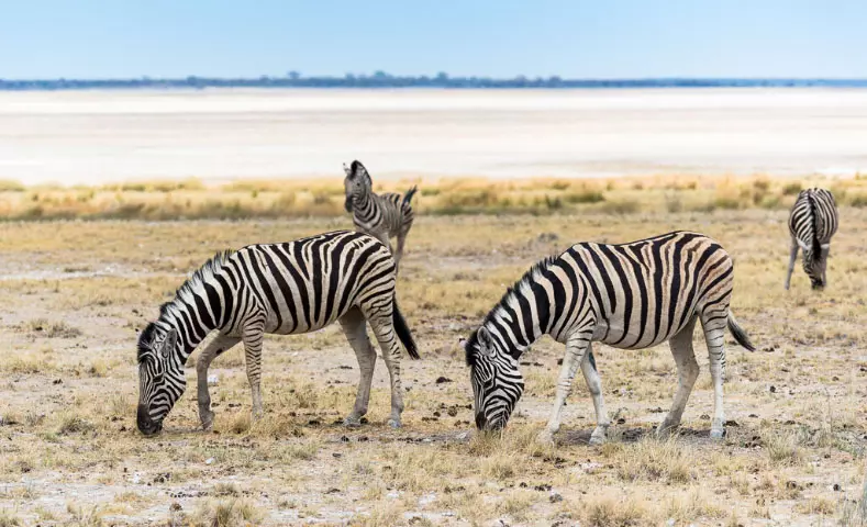 AnyConv.com__namibia_slider_dettaglio_m_10.webp