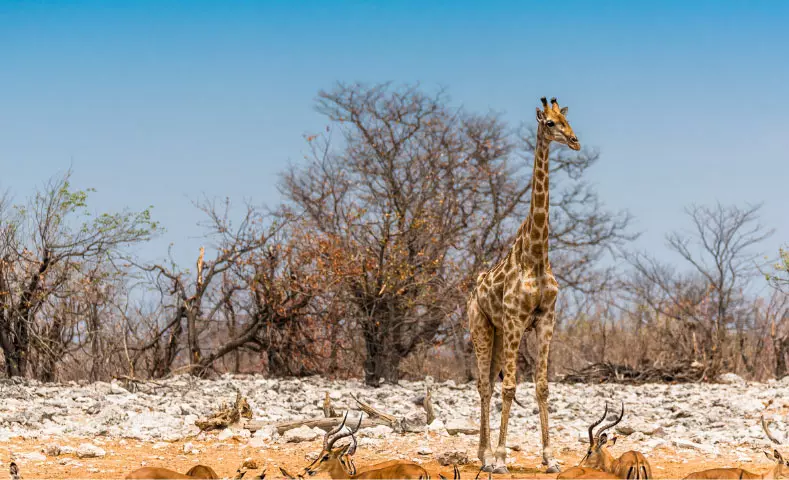 AnyConv.com__namibia_slider_dettaglio_m_5.webp