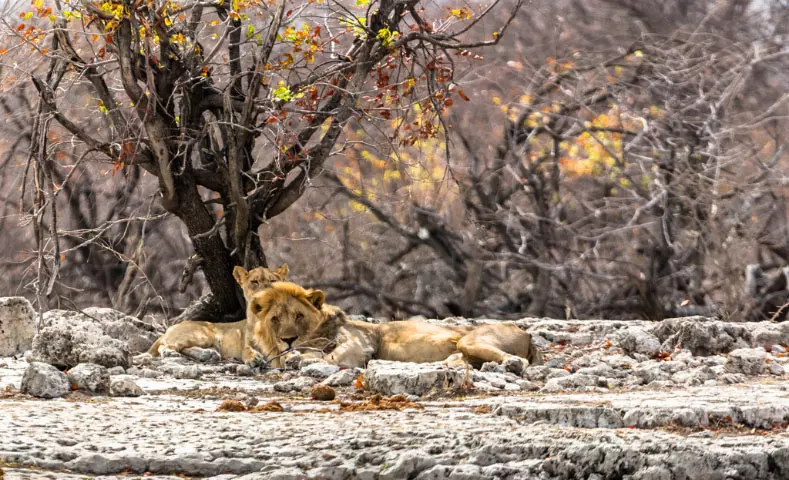 AnyConv.com__namibia_slider_dettaglio_m_9.webp